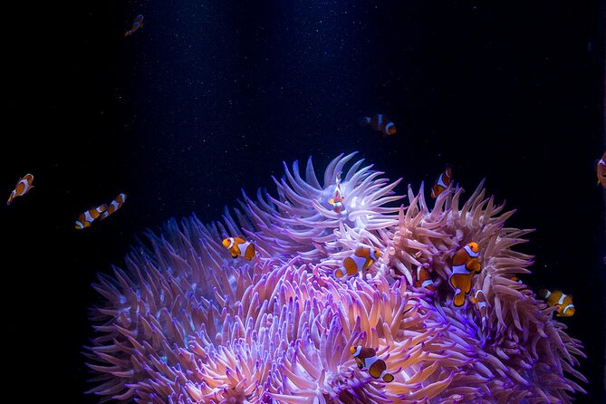 SEA LIFE Sunshine Coast Aquarium Entrance Ticket - Who will enjoy SEA LIFE Sunshine Coast most?