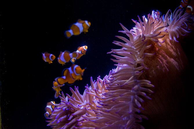 SEA LIFE Sunshine Coast Aquarium Entrance Ticket - The ocean tunnel brings sharks and rays close