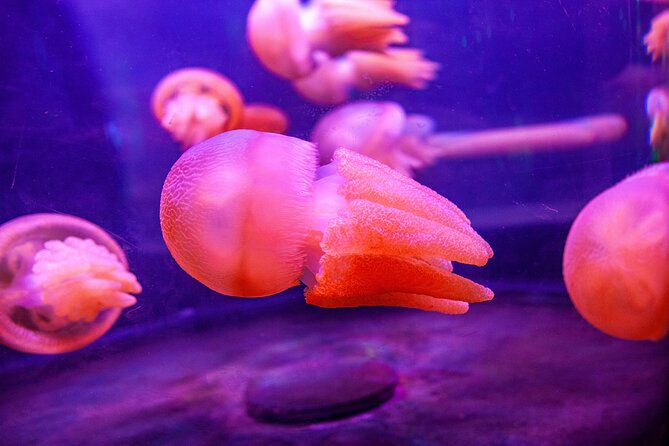 SEA LIFE Sydney Aquarium Entrance Ticket - Smaller creatures and hands-on displays