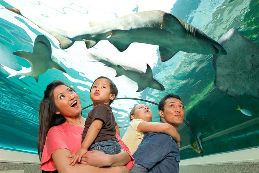 SEA LIFE Sydney Aquarium Entry Ticket - Key points at a glance