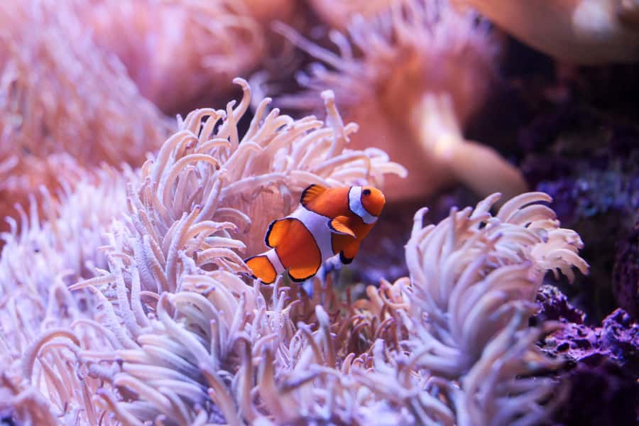 SEA LIFE Sydney Aquarium Entry Ticket - Is $31 good value?