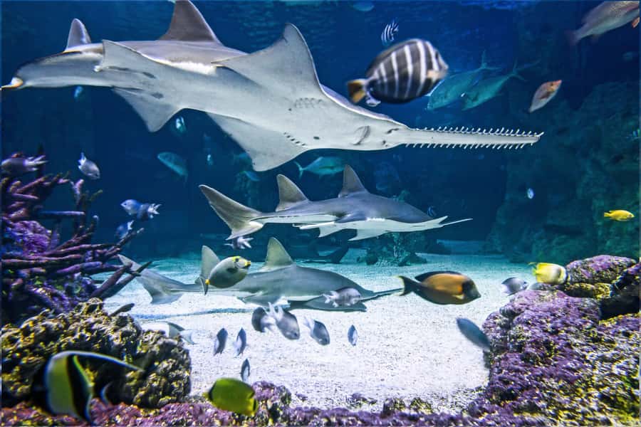 SEA LIFE Sydney Aquarium Entry Ticket - Why SEA LIFE Sydney Aquarium works for a Sydney day