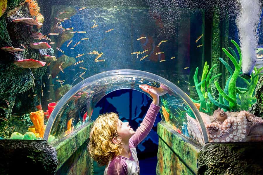 SEA LIFE Sydney Aquarium Entry Ticket - Starting with the reef and shark displays