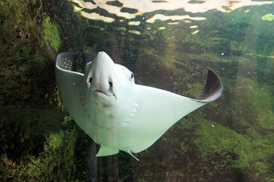 SEA LIFE Sydney Aquarium Entry Ticket - Watching Pig the dugong feed
