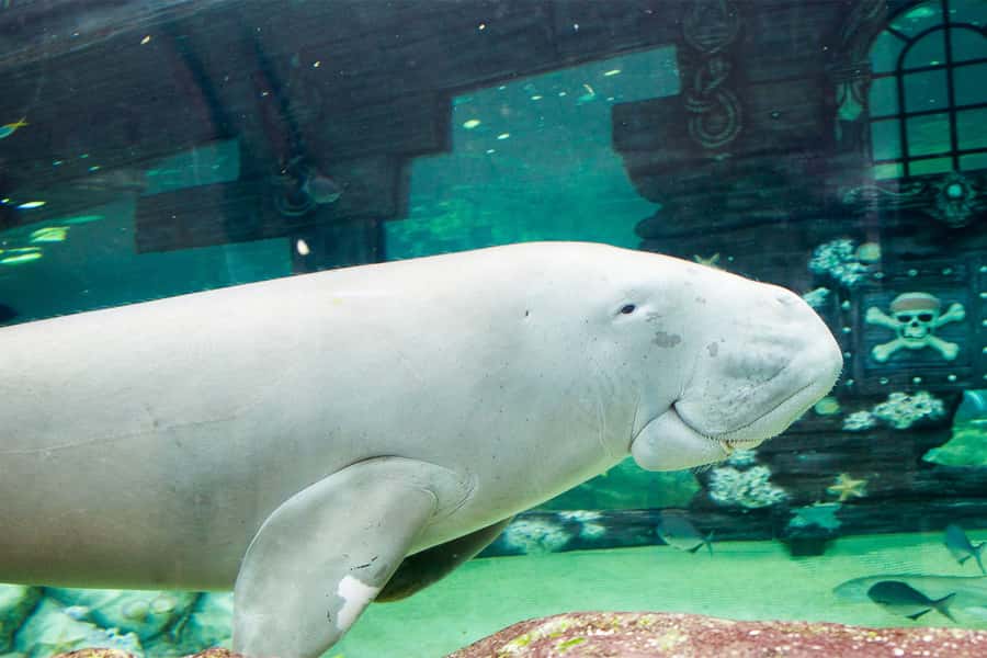 SEA LIFE Sydney Aquarium Entry Ticket - How long to spend inside and when to go