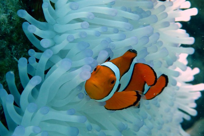 Seastar Luxury Outer Great Barrier Reef Island and Reef Tour - Michaelmas Cay: Island, Birds, and Gentle Water Access