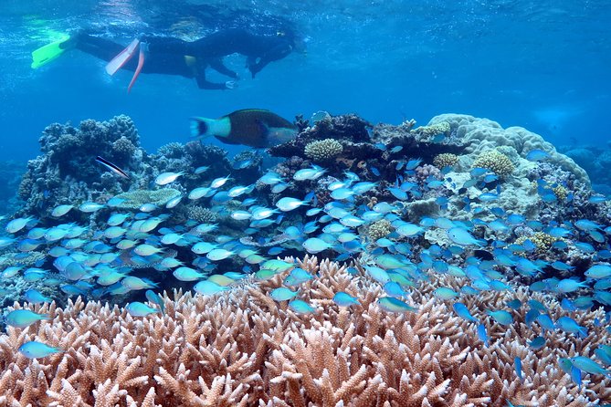 Silversonic Outer Great Barrier Reef Cruise from Port Douglas - Key things to know before booking