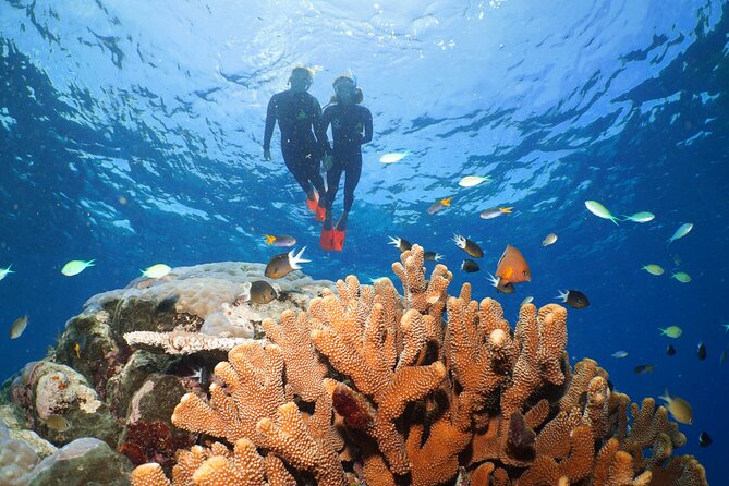 Silversonic Outer Great Barrier Reef Cruise from Port Douglas - Choosing snorkeling, introductory scuba, or certified scuba