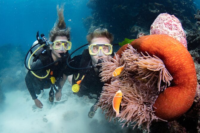 Silverswift Dive and Snorkel Great Barrier Reef Cruise - What you may see beneath the surface