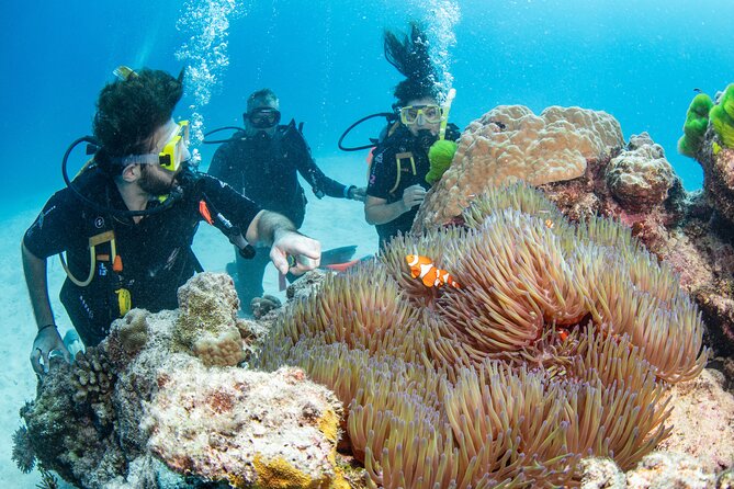 Silverswift Dive and Snorkel Great Barrier Reef Cruise - Flynn, Milln, and Thetford: three different reef stops
