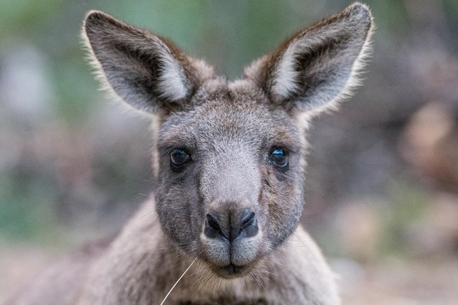 Small-Group Grampians Great Wildlife Escape Day Trip with Hiking - Key points to know before you book