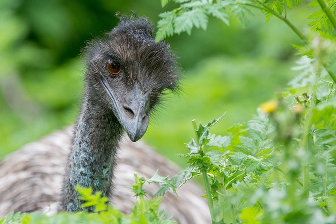 Small-Group Grampians Great Wildlife Escape Day Trip with Hiking - The return through Ararat is practical, not scenic