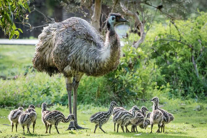 Small-Group Grampians Great Wildlife Escape Day Trip with Hiking - The early ride to Beaufort and Halls Gap
