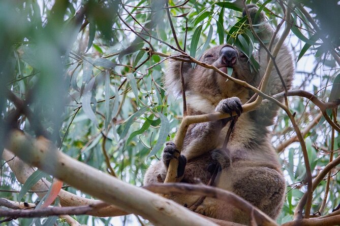 Small-Group Great Ocean Road Classic Day Tour from Melbourne - Why this day trip works for a first visit