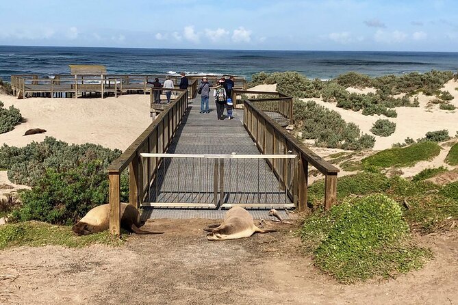 Small Group Kangaroo Island Tour - Best of KI - Seal Bay: the day’s closest wildlife encounter