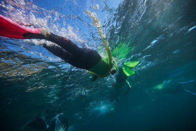 Small Group Manly Snorkel Tour and Nature Walk with Local Guide - Key things to know before you book
