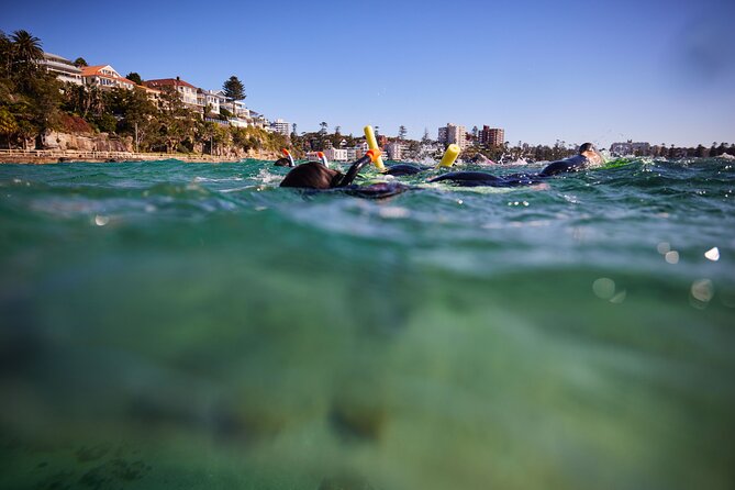 Small Group Manly Snorkel Tour and Nature Walk with Local Guide - Why Shelly Beach works so well for beginners