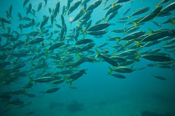 Small Group Manly Snorkel Tour and Nature Walk with Local Guide - Who should choose this Manly outing