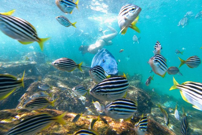 Small Group Manly Snorkel Tour and Nature Walk with Local Guide - Weather, visibility, and the fine print