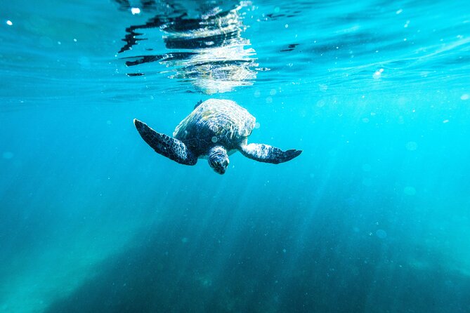 Small Group Manly Snorkel Tour and Nature Walk with Local Guide - My verdict: book it if you meet the swim standard