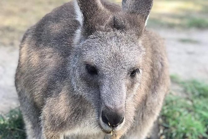 Small-Group Phillip Island Afternoon Day Trip from Melbourne - Who should book this day trip