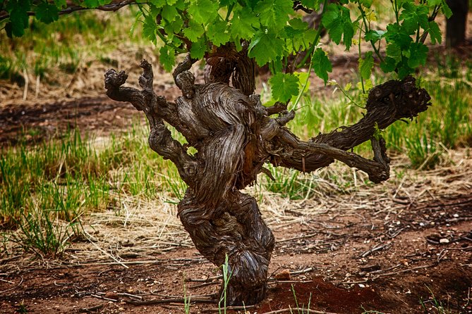 Small Tour Barossa Valley Voyager Tour from Adelaide - Maggie Beer’s Farm Shop and Possible Route Changes