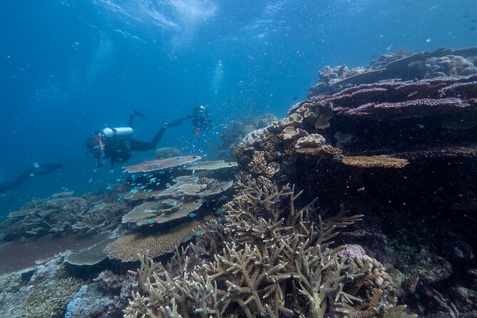 Snorkel & Dive the Reef: Sustainable, Scientific & Cultural Tour - Scuba, helmet walks, and helicopter views