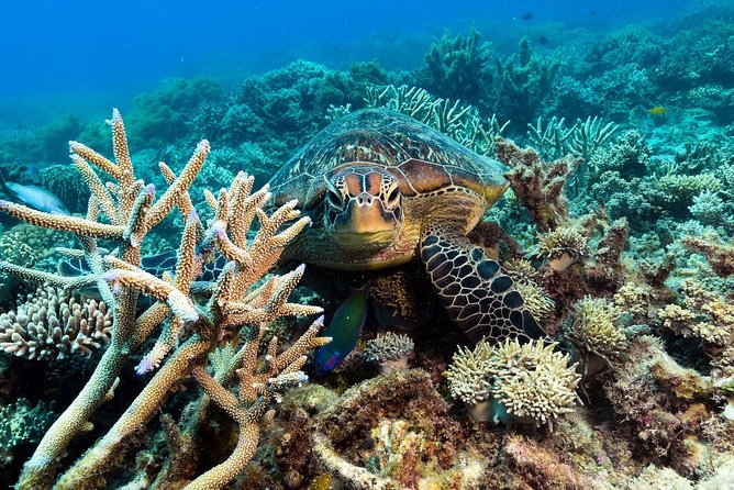 Snorkel & Dive the Reef: Sustainable, Scientific & Cultural Tour - Buffet lunch and the pace of the day