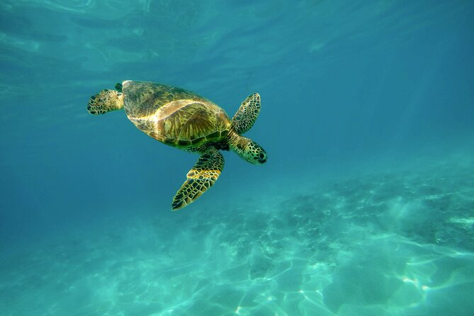 Snorkel with Turtles Gold Coast - Key points to know before you book
