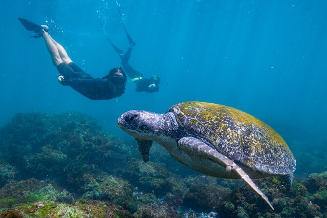 Snorkel with Turtles Gold Coast - Why Cook Island makes a good snorkeling destination