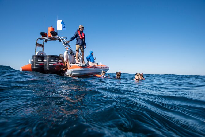 Snorkel with Turtles Gold Coast - Is $114.04 good value?