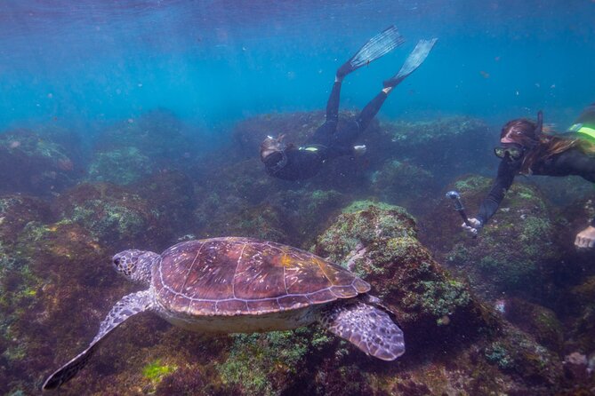 Snorkel with Turtles Gold Coast - Getting fitted for the water