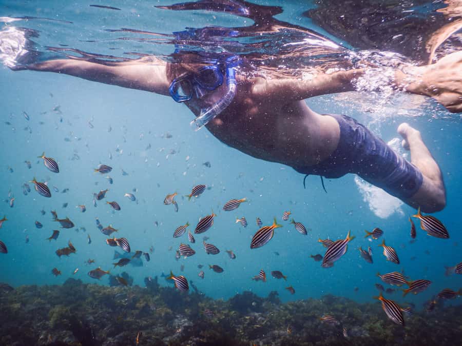 Snorkeling Tour: Discover Sydney’s impressive sea life - Key points to know before you book