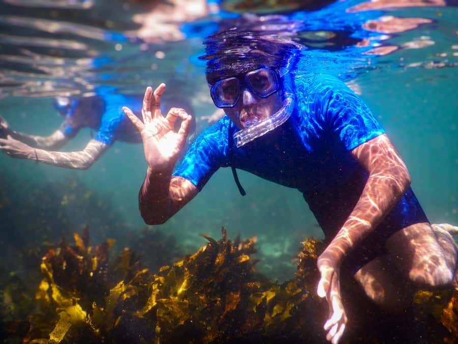 Snorkeling Tour: Discover Sydney’s impressive sea life - Why Clovelly is a good place to snorkel
