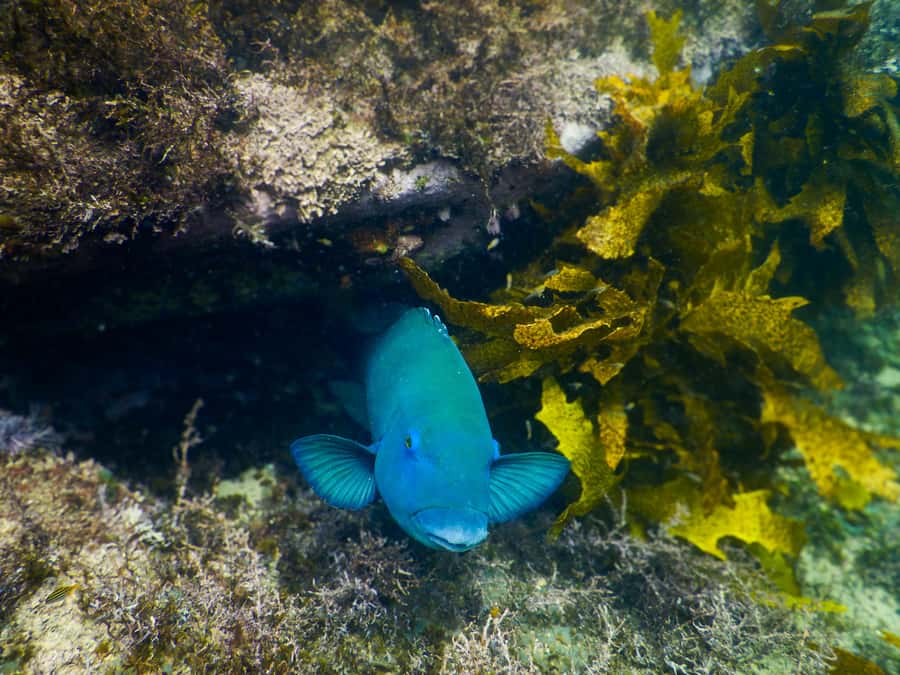 Snorkeling Tour: Discover Sydney’s impressive sea life - Photos make the $69 price easier to justify