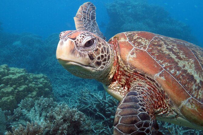 Snorkelling or Glass Bottom Boat at Green Island from Cairns - How much time should you allow?