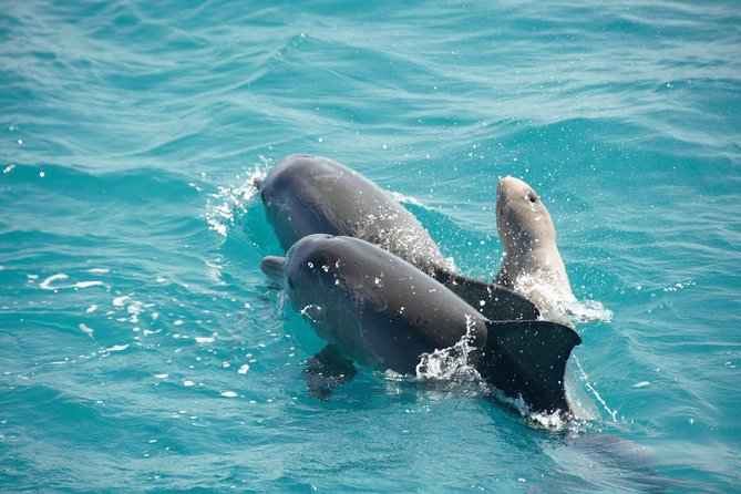 Snubfin Dolphin Eco Cruise from Broome - Key points to know before you book