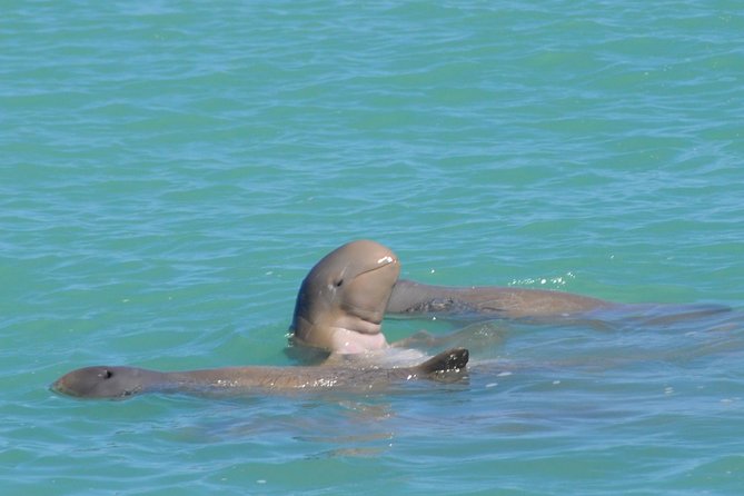 Snubfin Dolphin Eco Cruise from Broome - Why Roebuck Bay makes this more than a dolphin ride