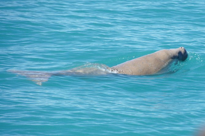 Snubfin Dolphin Eco Cruise from Broome - The three-hour search across Roebuck Bay