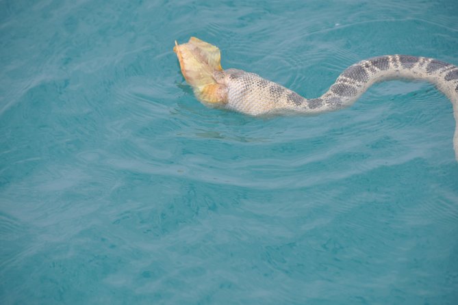 Snubfin Dolphin Eco Cruise from Broome - The boom net: the fun part with conditions attached