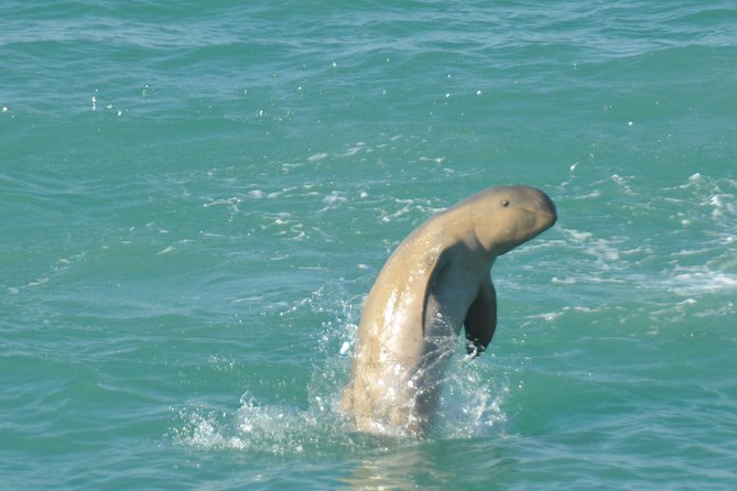 Snubfin Dolphin Eco Cruise from Broome - Boarding Ballena and settling into the morning