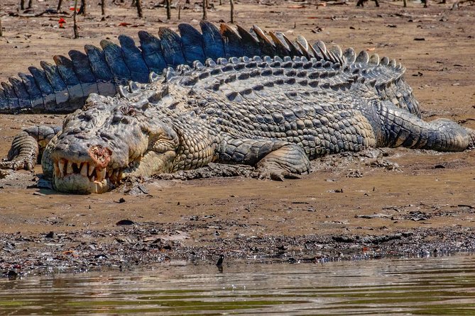 Solar Whisper Daintree River Crocodile and Wildlife Cruise - A quiet start on the Julaymba River
