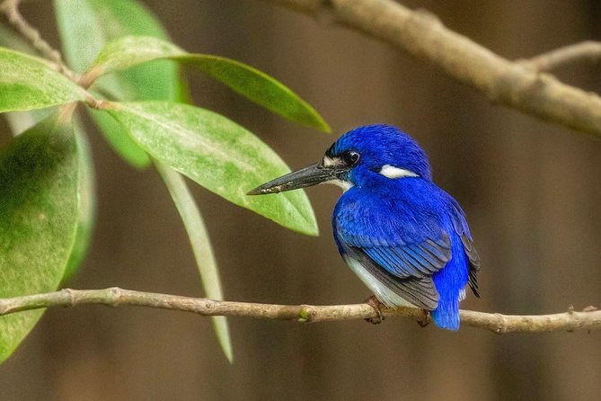 Solar Whisper Daintree River Crocodile and Wildlife Cruise - Why the guides matter so much