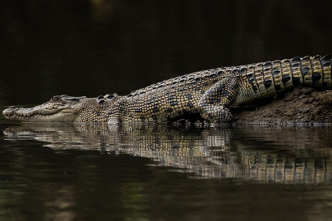 Solar Whisper Daintree River Crocodile and Wildlife Cruise - What the $25.10 price really buys you