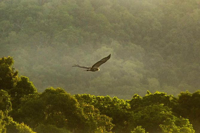 Solar Whisper Daintree River Crocodile and Wildlife Cruise - Who should book this one-hour cruise?