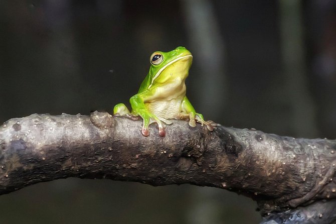 Solar Whisper Daintree River Crocodile and Wildlife Cruise - Beyond crocodiles: birds, frogs, snakes, and fish