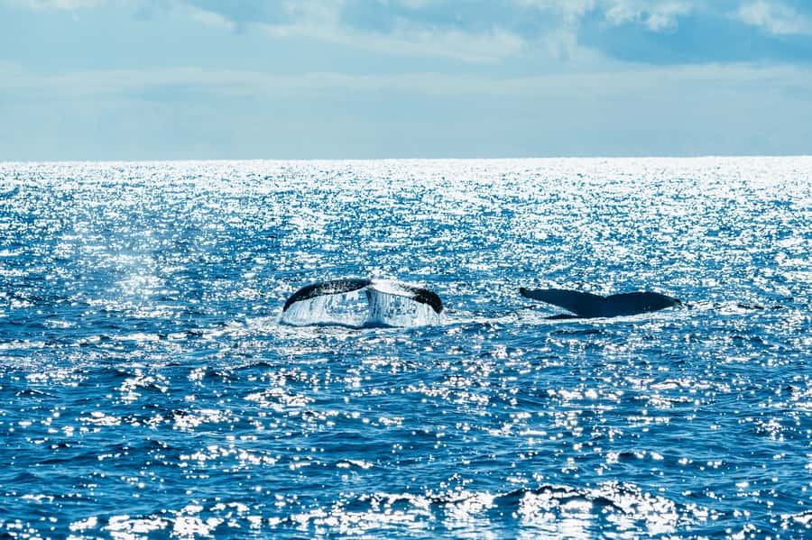 Spirit of Gold Coast 2.5-Hour Whale Watching Tour - Why the migration makes June to October special