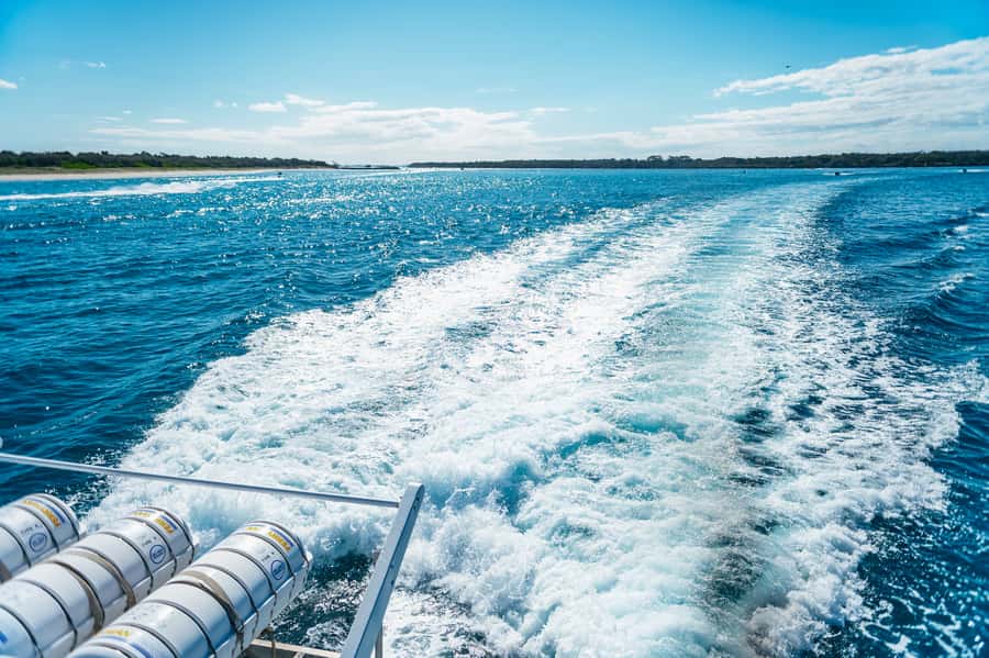 Spirit of Gold Coast 2.5-Hour Whale Watching Tour - What the marine commentary adds