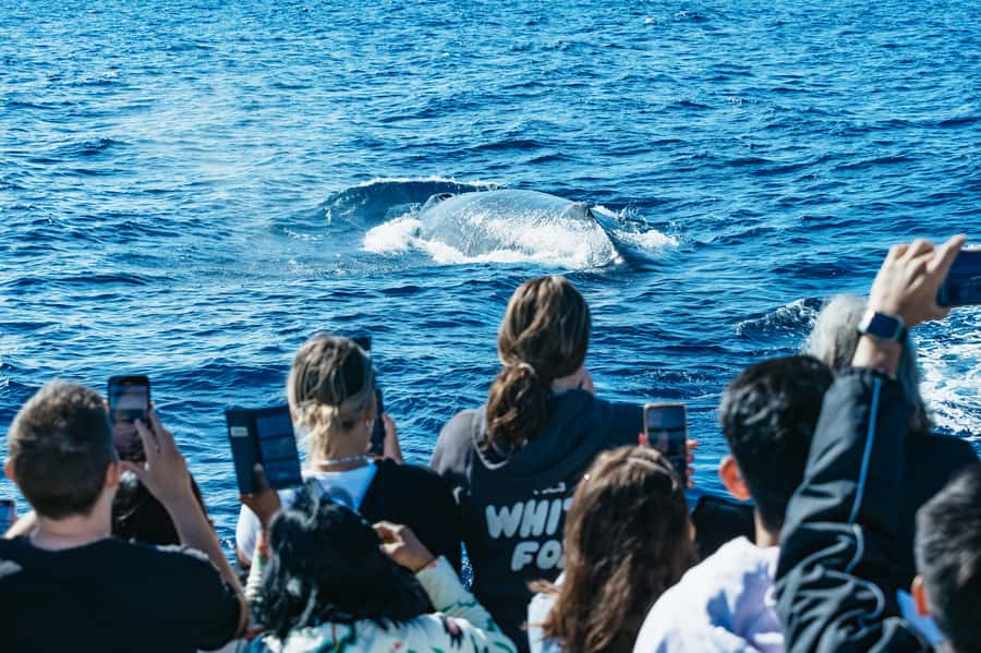 Spirit of Gold Coast 2.5-Hour Whale Watching Tour - A boat built for watching, not just riding