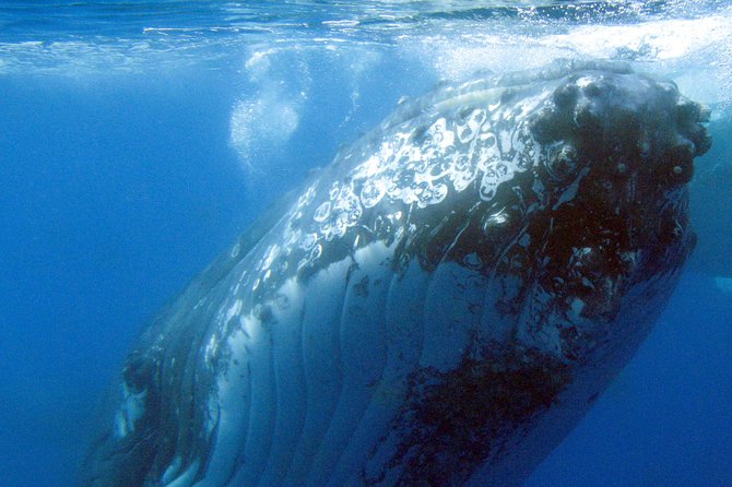 Spirit of Hervey Bay Whale Watching Cruise - Why Hervey Bay is such a strong whale-watching base